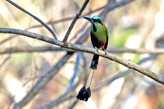 Turquoise-browed Motmot [Eumomota superciliosa australis]