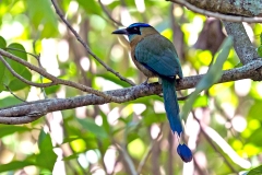 Lesson's Motmot [Momotus lessonii lessonii]