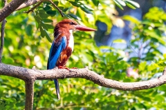 White-throated Kingfisher [Halcyon smyrnensis perpulchra]