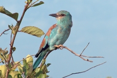 European Roller [Coracias garrulus garrulus]