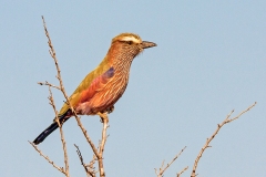 Purple Roller [Coracias naevius mosambicus]