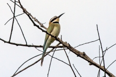 White-throated Bee-eater [Merops albicollis]