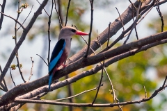 Grey-headed Kingfisher [Halcyon leucocephala leucocephala]