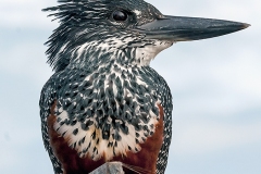 Giant Kingfisher [Megaceryle maxima maxima]
