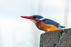Malachite Kingfisher [Corythornis cristatus cristatus]