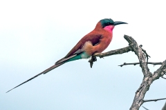 Southern Carmine Bee-eater [Merops nubicoides]