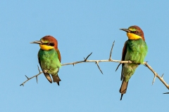 European Bee-eater [Merops apiaster]