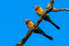 White-fronted Bee-eater [Merops bullockoides]