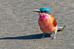 Southern Carmine Bee-eater [Merops nubicoides]