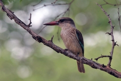 Brown-hooded Kingfisher [Halcyon albiventris vociferans]
