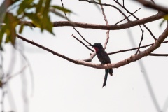 Black Bee-eater [Merops gularis]