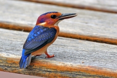 African Pygmy Kingfisher [Ispidina picta natalensis]