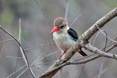 Brown-hooded Kingfisher [Halcyon albiventris vociferans]