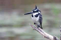 Pied Kingfisher [Ceryle rudis rudis]