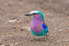 Lilac-breasted Roller [Coracias caudatus caudatus]