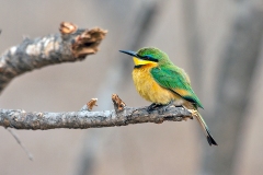 Little Bee-eater [Merops pusillus meridionalis]