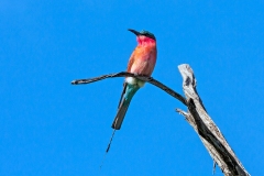 Southern Carmine Bee-eater [Merops nubicoides]