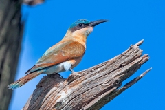 Southern Carmine Bee-eater [Merops nubicoides]