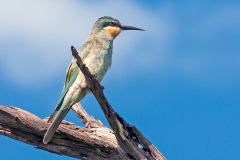 Blue-cheeked Bee-eater [Merops persicus persicus]