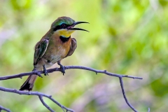 Little Bee-eater [Merops pusillus meridionalis]