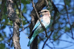 Lilac-breasted Roller [Coracias caudatus caudatus]