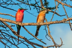 Southern Carmine Bee-eater [Merops nubicoides]