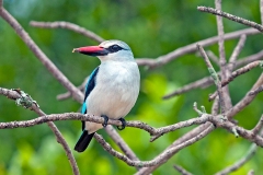 Woodland Kingfisher [Halcyon senegalensis cyanoleuca]
