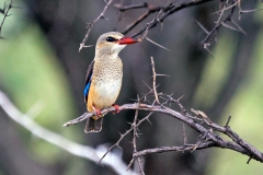 Grey-headed Kingfisher [Halcyon leucocephala pallidiventris]