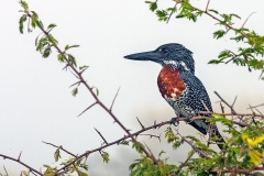 Giant Kingfisher [Megaceryle maxima maxima]