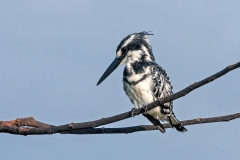 Pied Kingfisher [Ceryle rudis rudis]