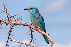 European Roller [Coracias garrulus garrulus]