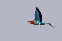 Lilac-breasted Roller [Coracias caudatus caudatus]
