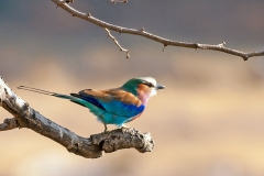 Lilac-breasted Roller [Coracias caudatus caudatus]