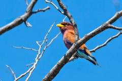 Broad-billed Roller [Eurystomus glaucurus suahelicus]