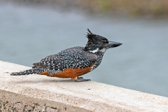 Giant Kingfisher [Megaceryle maxima maxima]