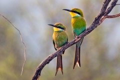 Swallow-tailed Bee-eater [Merops hirundineus hirundineus]