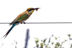 European Bee-eater [Merops apiaster]