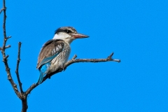 Striped Kingfisher [Halcyon chelicuti chelicuti]