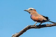Purple Roller [Coracias naevius mosambicus]