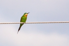 Blue-cheeked Bee-eater [Merops persicus persicus]