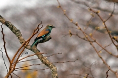 Racket-tailed Roller [Coracias spatulatus]