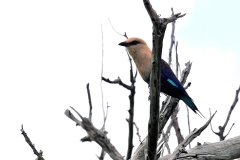 Blue-bellied Roller [Coracias cyanogaster]