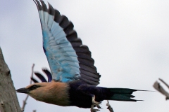 Blue-bellied Roller [Coracias cyanogaster]