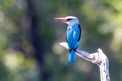 Woodland Kingfisher [Halcyon senegalensis cyanoleuca]