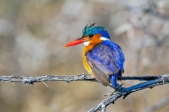 Malachite Kingfisher [Corythornis cristatus cristatus]