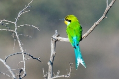 Swallow-tailed Bee-eater [Merops hirundineus hirundineus]