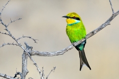Swallow-tailed Bee-eater [Merops hirundineus hirundineus]