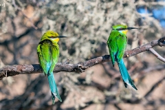 Swallow-tailed Bee-eater [Merops hirundineus hirundineus]