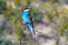 European Bee-eater [Merops apiaster]