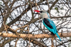 Woodland Kingfisher [Halcyon senegalensis cyanoleuca]